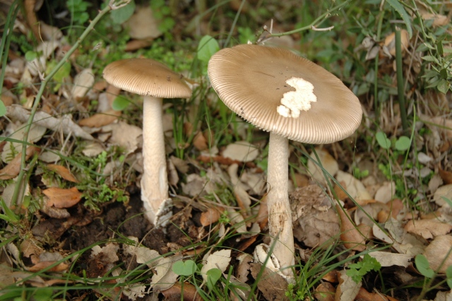 Amanita da determinare, finalmente.